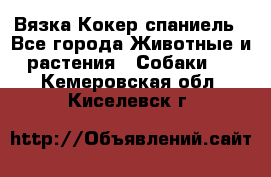 Вязка Кокер спаниель - Все города Животные и растения » Собаки   . Кемеровская обл.,Киселевск г.